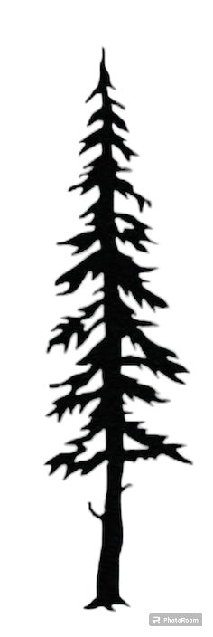 Tall Pine Tree