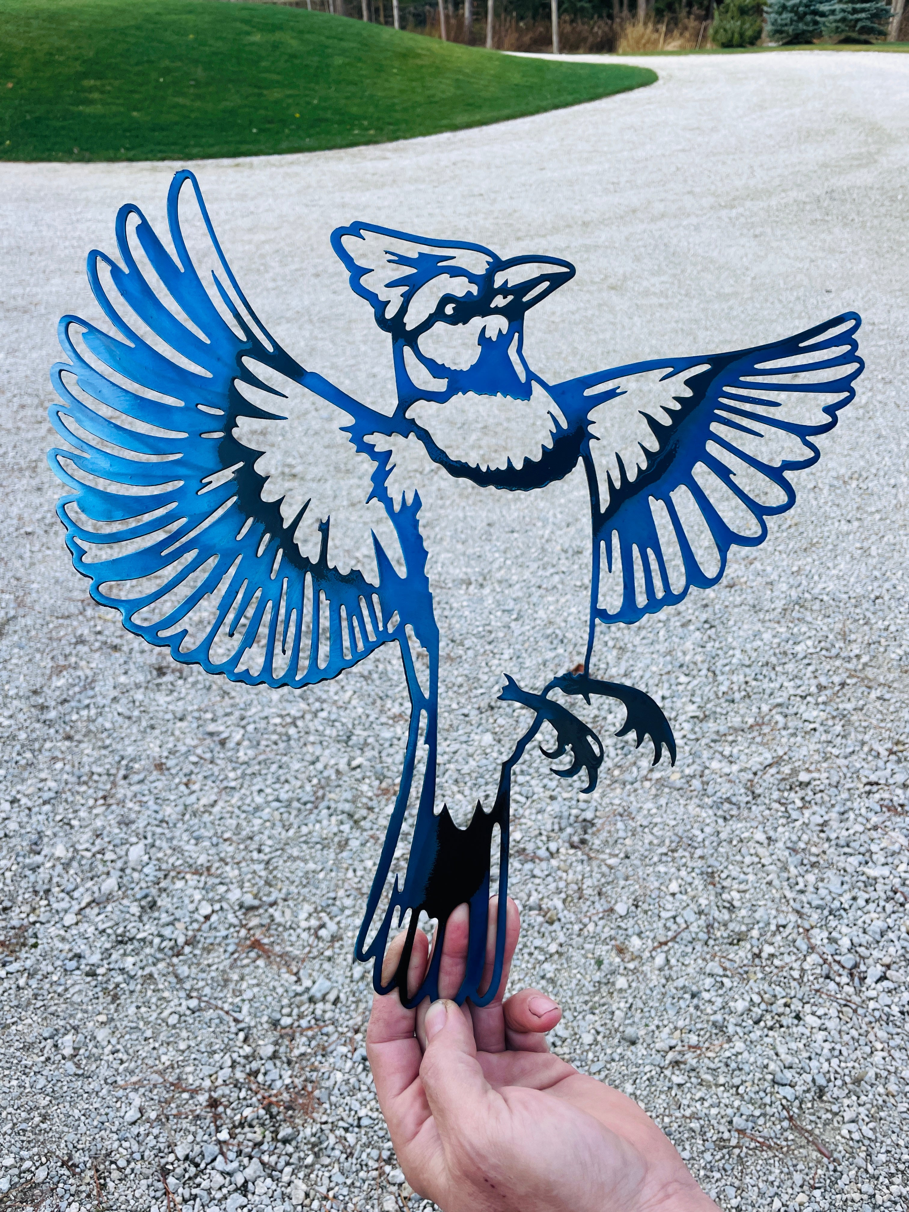 Blue Jay Bird in flight